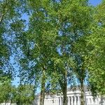 Platanus × hispanica Habitat