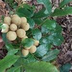 Dimocarpus longan Other