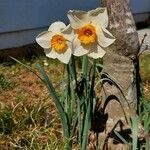 Narcissus × medioluteus ശീലം