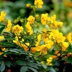 Senna corymbosa 花