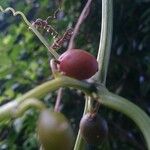 Cayaponia americana Fruit