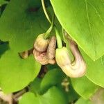 Aristolochia macrophylla Φύλλο