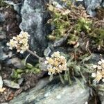 Achillea nana Çiçek