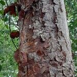 Bursera simaruba Kora