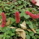 Acalypha herzogiana Hábito