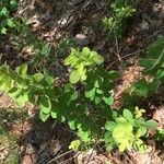 Lespedeza hirta Leaf