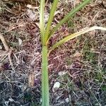 Cyperus ligularis Leaf