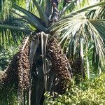 Mauritia flexuosa Fruit