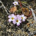 Linanthus dianthiflorus