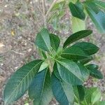 Esenbeckia leiocarpa Leaf