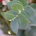 Eucalyptus gunnii Leht