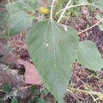 Helianthus annuus Leaf