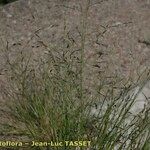 Eragrostis pectinacea 形態