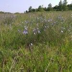 Linum leonii Habit