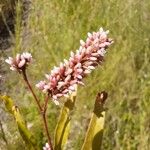 Persicaria maculosa Цвят