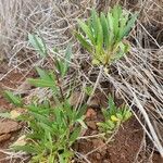 Trichodesma marsabiticum Leaf