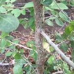 Commiphora glandulosa बार्क (छाल)