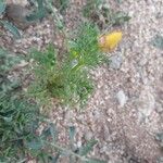 Adonis microcarpa 叶