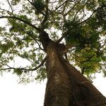 Albizia zygia Hábito