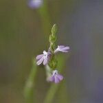 Striga parviflora Žiedas