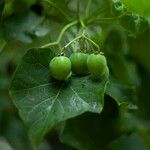 Jatropha curcas Frucht
