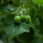 Jatropha curcas Gyümölcs