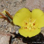 Calochortus concolor Flower