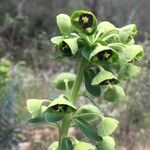 Euphorbia characias Blüte