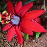 Passiflora miniata Flower