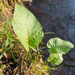 Rumex × acutus Hábito