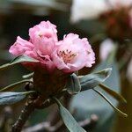 Rhododendron arizelum Flower