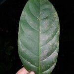 Pouteria izabalensis Leaf