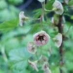 Ribes lacustre Flower