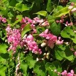 Antigonon leptopusBloem