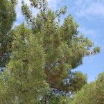 Pinus brutia 葉