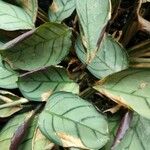 Ctenanthe burle-marxii 葉