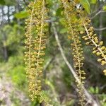 Cyrilla racemiflora Blomma