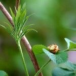 Rhodotypos scandens Fuelha