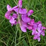 Lathyrus latifoliusപുഷ്പം