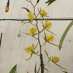 Brassia arachnoideaÇiçek