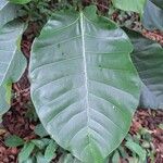 Ficus bubu List