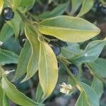 Sarcococca orientalis List