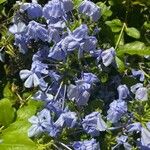 Plumbago auriculataFlower