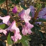 Rhododendron selense Flower