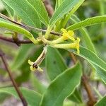 Wikstroemia sandwicensis Flor