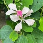 Bauhinia monandra Kwiat