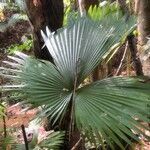 Kerriodoxa elegans Hoja