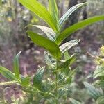 Ixanthus viscosus Hoja