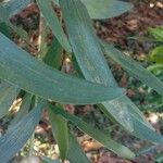 Acacia auriculiformis Blad