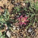 Astragalus incanusFlower